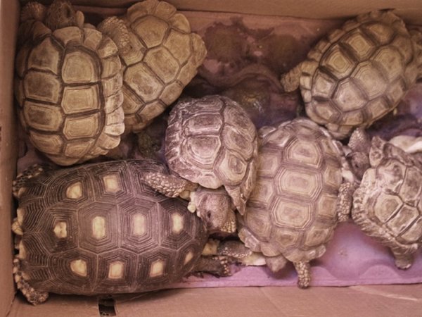 Rescatan animales silvestres en el Mercado 4