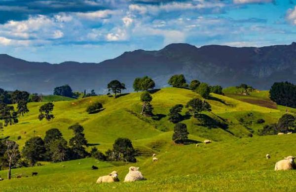 Millonario busca amigos para vivir en su 'paraíso' comunitario en Nueva Zelanda - SNT