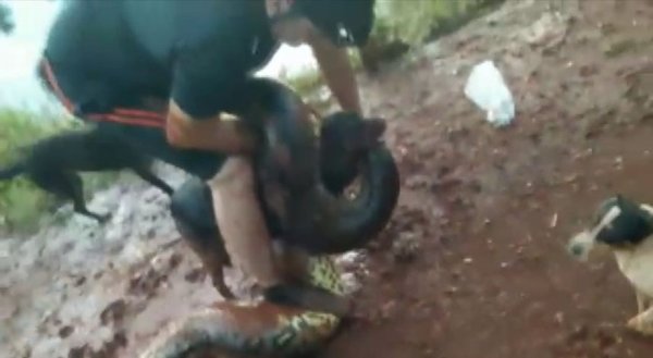 El dramático rescate a un perro atrapado en la boca de una anaconda | Noticias Paraguay