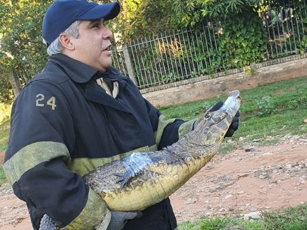 Bomberos rescatan a un yacaré en Luque