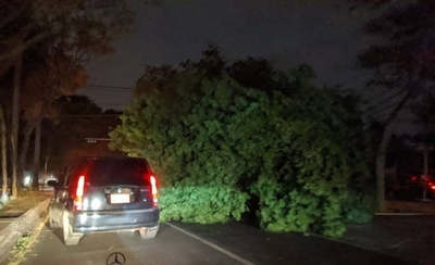 HOY / Árbol cayó y mató a un motociclista
