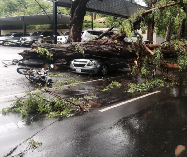 Motociclista muere aplastado por un árbol sobre Mcal. López