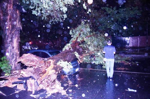Motociclista muere aplastado por un árbol sobre Mcal. López, en Asunción •