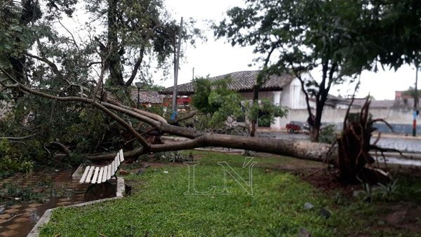 Árboles caídos y viviendas destechas, saldo de tormenta en San Pedro