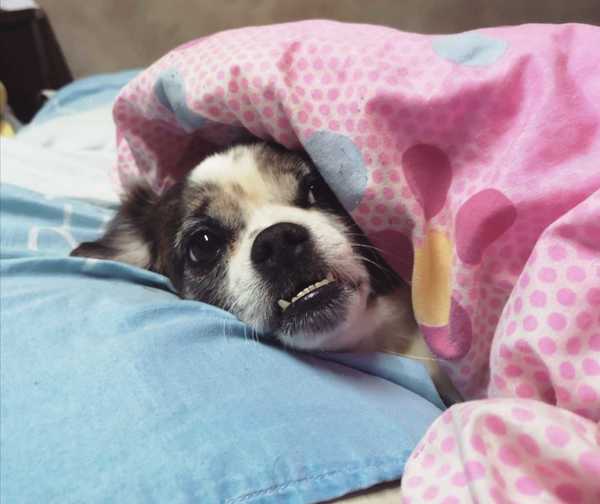 ¿Cómo afecta la pirotecnia a las mascotas?