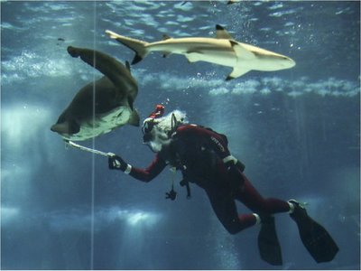 Un Papá Noel buzo alimenta tiburones en Río de Janeiro