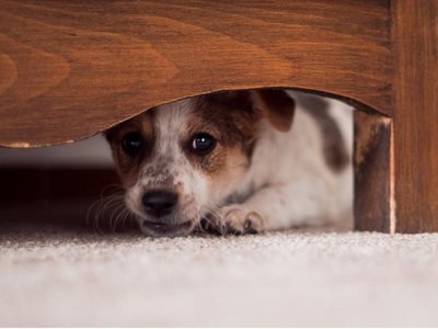¿Cómo proteger a mascotas de la pirotecnia en fiestas de fin de año?