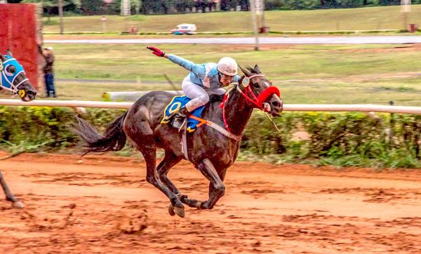 Turf: Se corre hoy el Premio Navidad