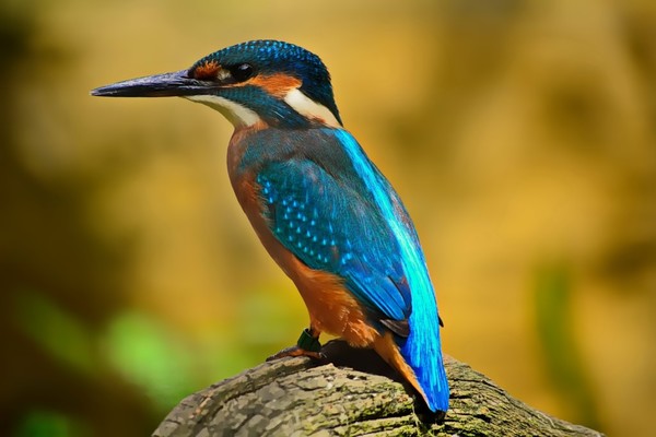 Paraguay será sede de la Feria de Aves de Sudamérica en el 2022