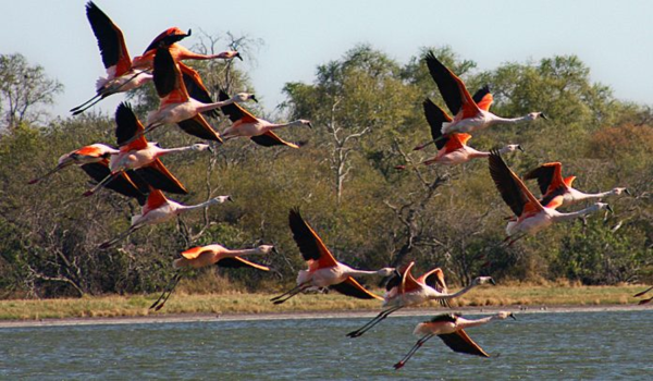 Paraguay será sede de la Feria de Aves de Sudamérica en el 2022