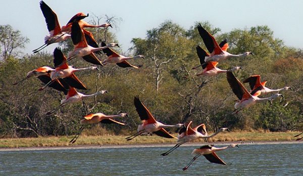 Paraguay será sede de Feria de Aves de Sudamérica