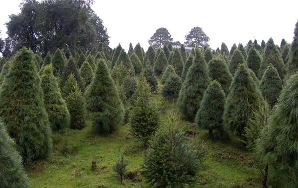 Cambio climático provoca aumento de plagas en árboles de Navidad » Ñanduti