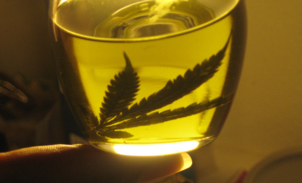 El cannabis podría convertirse en una "planta bendita" para el país » Ñanduti