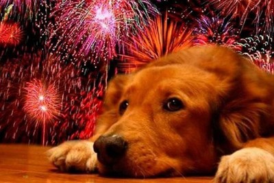 Fuegos artificiales: ¿Qué hago si mi perro sufre una crisis?