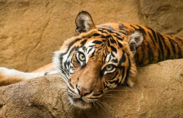 Más de 22 mil personas se unieron para comprar un zoológico y salvar a sus animales en Francia - SNT