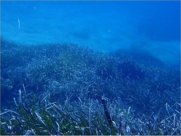 Crisis climática podría desplazar a especies marinas a zonas más profundas