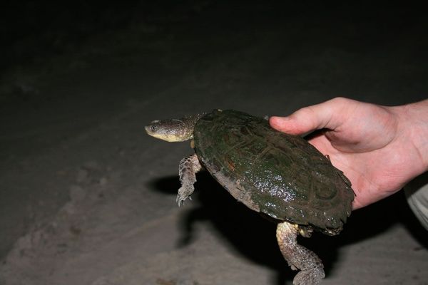 Tortugas chaqueñas: Rescatan animales silvestres a ser comercializados en Mercado 4