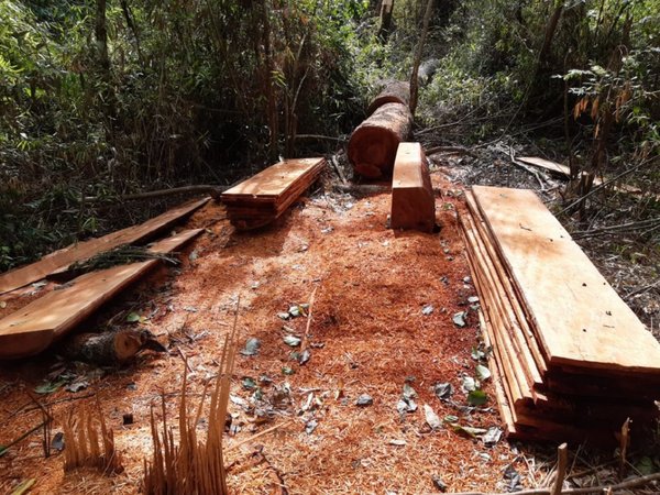 Denuncian tala ilegal de árboles en Marina Cué