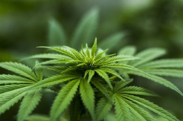 Cáñamo, en etapa experimental de cultivo en Paraguay
