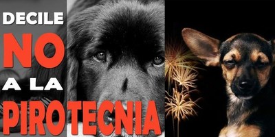 PIROTECNIA, UNA TORTURA PARA LOS ANIMALES