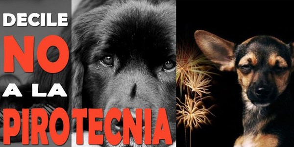 PIROTECNIA, UNA TORTURA PARA LOS ANIMALES
