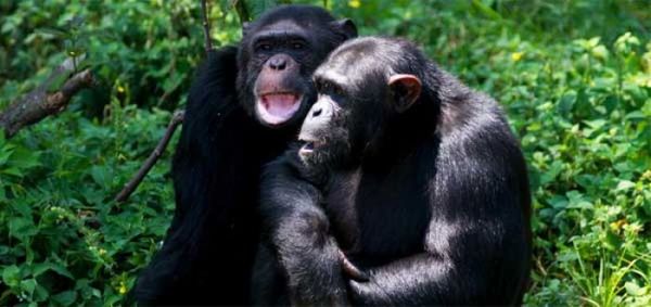 Chimpancés escuchan música de piano y marcan el ritmo con palmas y pies » Ñanduti