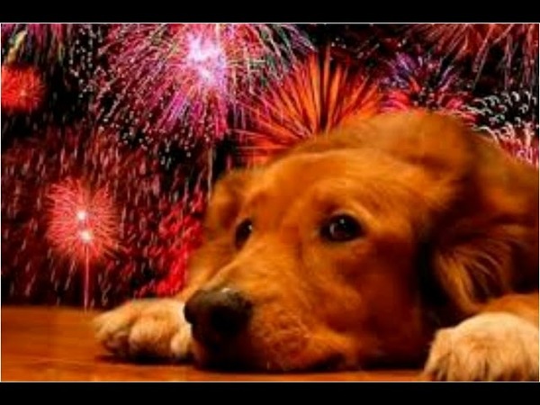 ¿CÓMO PROTEGER A LAS MASCOTAS DE LA PIROTECNIA?