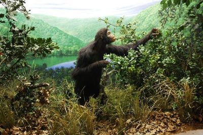 La pelvis de Oreopithecus aporta nuevas pruebas sobre su bipedismo - Ciencia - ABC Color