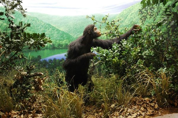 La pelvis de Oreopithecus aporta nuevas pruebas sobre su bipedismo - Ciencia - ABC Color