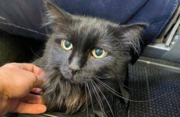 Encuentra a su gata a casi 2.000 kilómetros de distancia luego de 5 años desaparecida - SNT