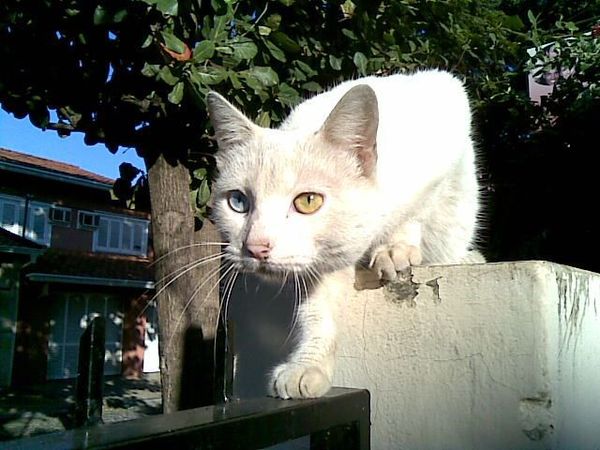 Piden parar el abandono de mascotas - Nacionales - ABC Color
