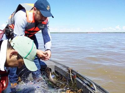 Más de 400 kilos de pescados fueron decomisados durante la veda