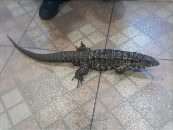 Hallan teju guasu en mercado de Luque