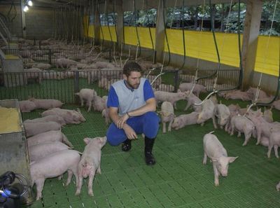 Cerdos, no chanchos - ABC Rural - ABC Color