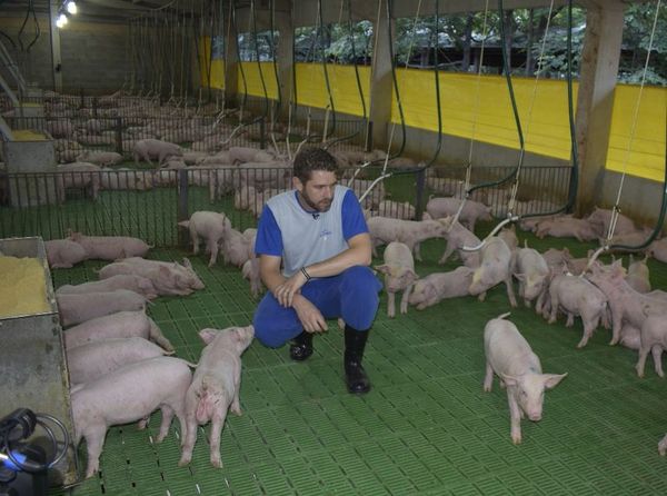 Cerdos, no chanchos - ABC Rural - ABC Color