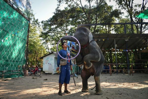 La esclavitud de los elefantes en Tailandia