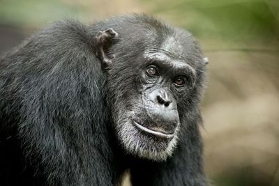 Chimpancés no solo aprenden el uso de herramientas sino que lo transmiten - Ciencia - ABC Color
