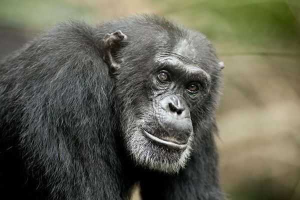 Chimpancés no solo aprenden el uso de herramientas sino que lo transmiten - Ciencia - ABC Color