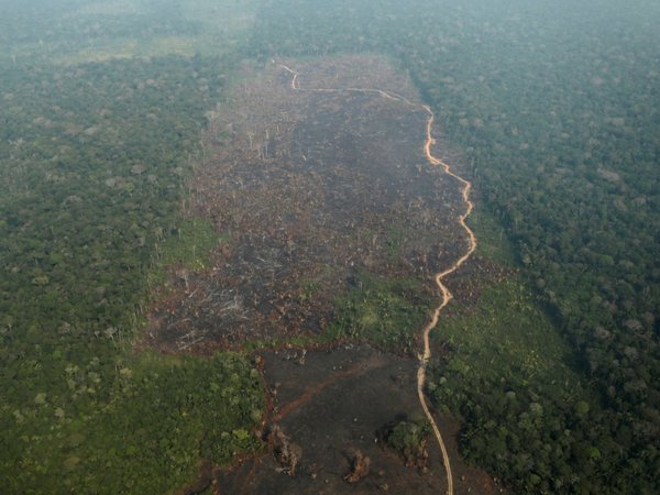 El Amazonas podría llegar a ser una sabana tropical