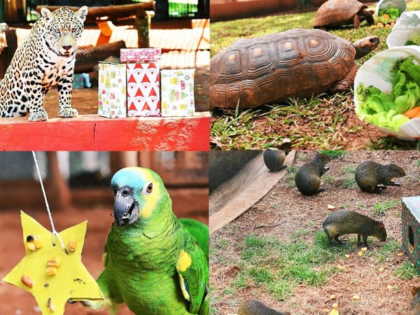 Animales celebran una colorida Navidad en Itaipú