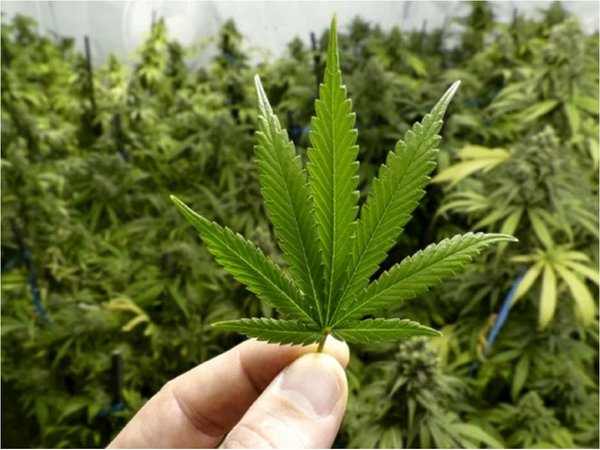 Se cultivan primeras variedades de cáñamo en cinco departamentos