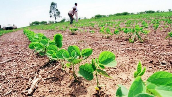 Soja cierra un año difícil a causa de sequías