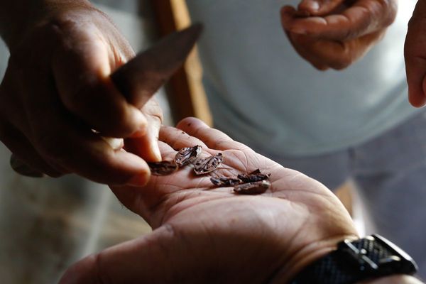 Brasil busca convertirse en referencia del mercado del cacao fino