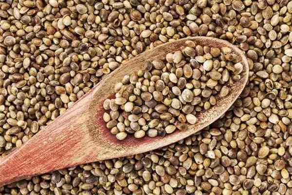 Tras denuncias, otras empresas podrán importar semillas de cáñamo - ADN Paraguayo