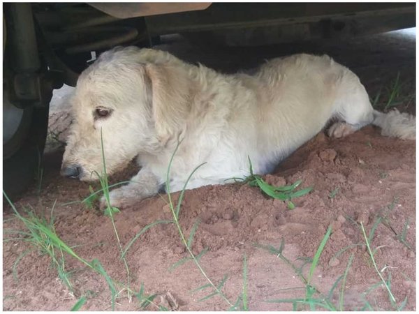 Perrito no se despegó de la tumba de su mejor  amigo