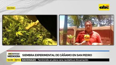 Siembra experimental de Cáñamo en San Pedro - ABC Noticias - ABC Color