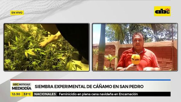 Siembra experimental de Cáñamo en San Pedro - ABC Noticias - ABC Color