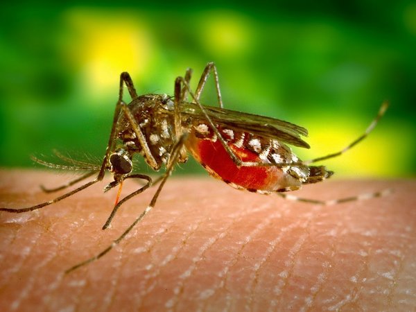 Casos de dengue en Toro Pampa preocupan a pobladores