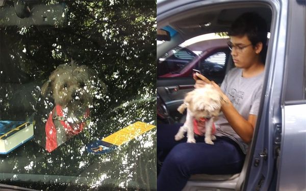 Ciudadano recibiría multa por dejar a su perrita encerada en su camioneta