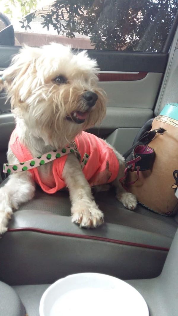 Familia dueña de mascota encerrada en vehículo se defiende